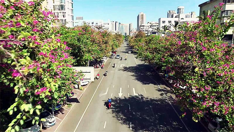 立冬过后花意浓，柳州红花羊蹄甲竞相盛开