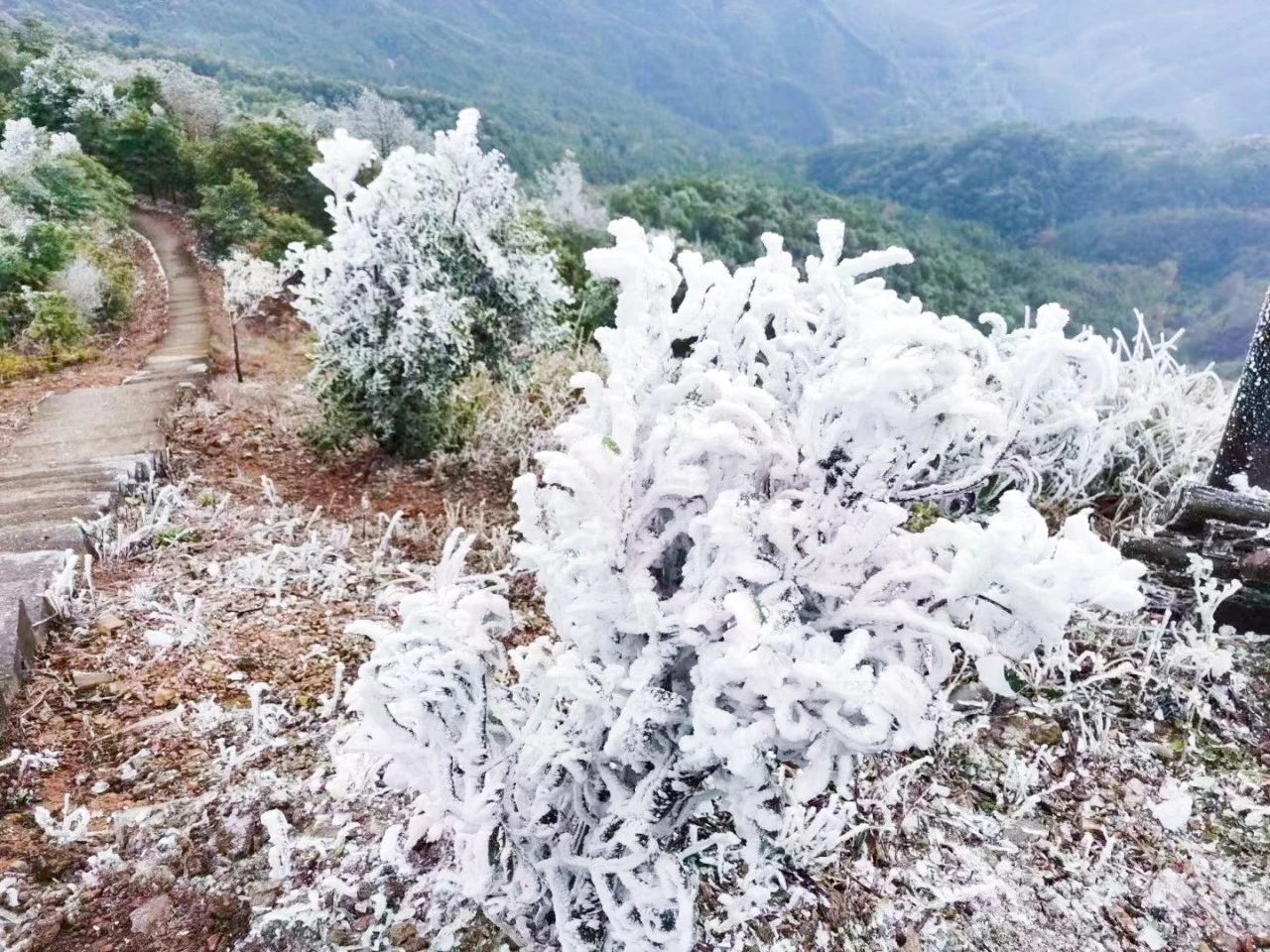 融安德圣峰上的雾凇和冰凌景观美成仙境，银装素裹，风景如画