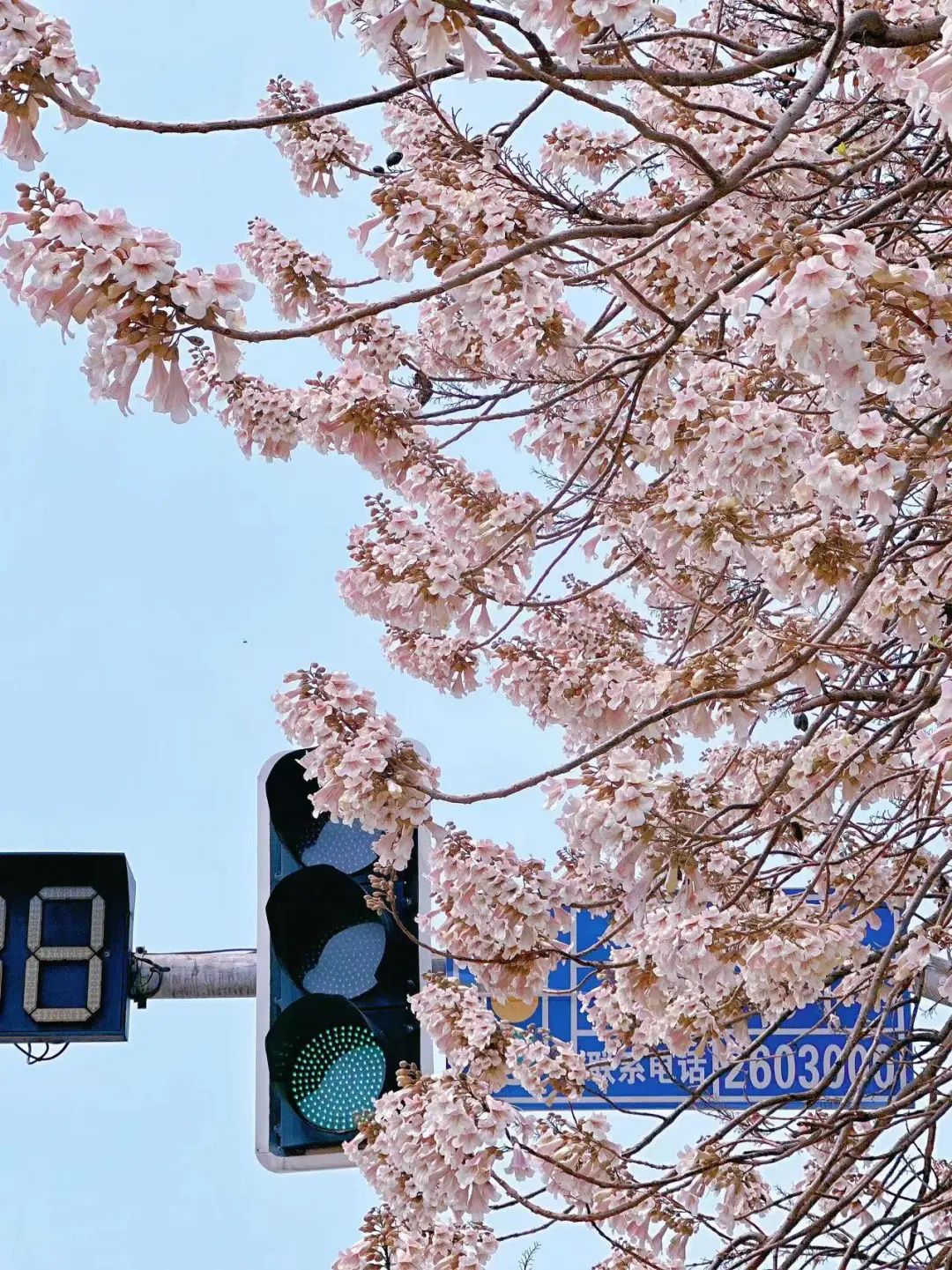 柳州又见一“繁花” 最佳观赏点在这里