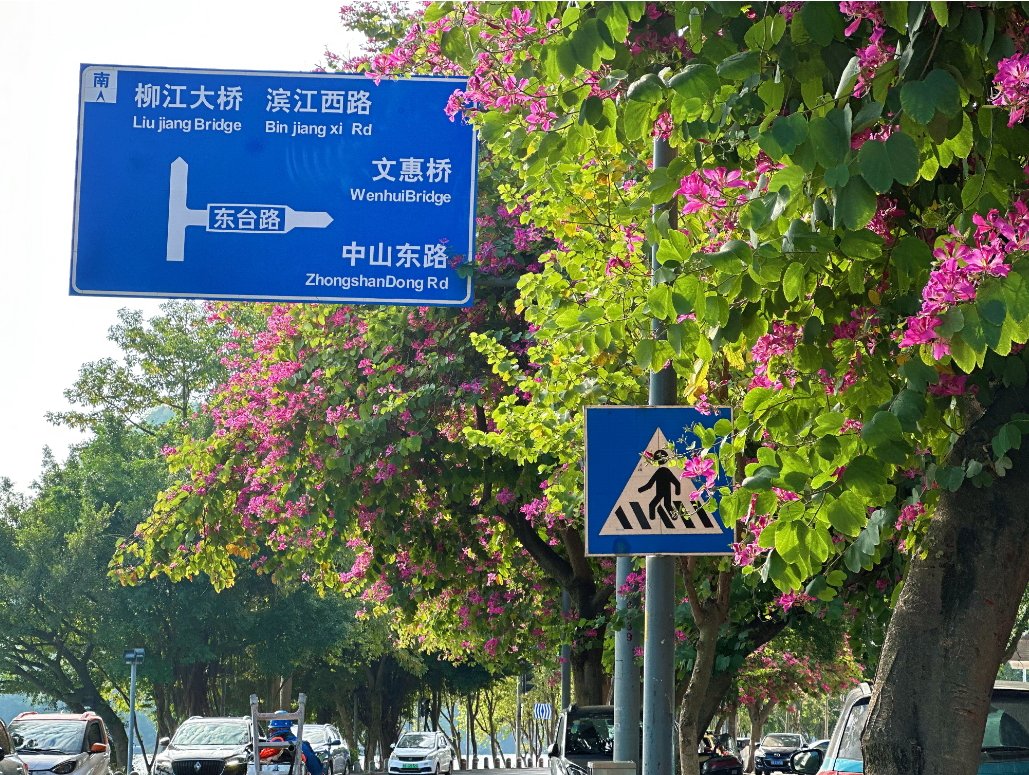 初冬，红花羊蹄甲随风摇曳，哪一朵为你绽放？